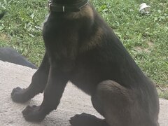 Ciobanesc belgian Malinois