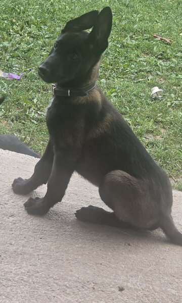 Ciobanesc belgian Malinois