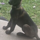 Ciobanesc belgian Malinois