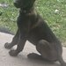 Ciobanesc belgian Malinois