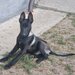 Ciobanesc belgian Malinois