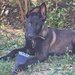 Ciobanesc belgian Malinois