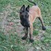 Ciobanesc belgian Malinois