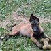 Ciobanesc belgian Malinois